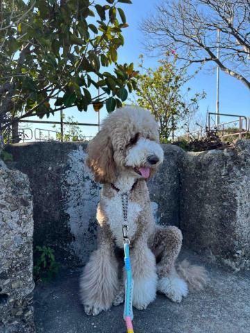 上門寵物保姆| 曼迪 -  上門寵物保姆| 曼迪 -