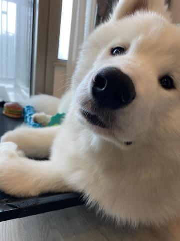 Kee_dog training - 幼犬訓練 - 三個月西摩 Kee_dog training - 幼犬訓練 - 三個月西摩