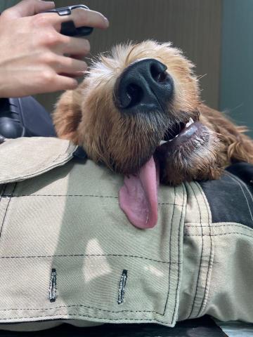 Kee_dog training - 一歲金毛貴婦 玩完recall攰到咁樣? Kee_dog training - 一歲金毛貴婦 玩完recall攰到咁樣?