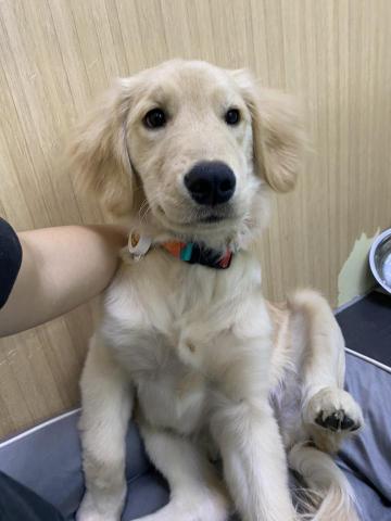 Kee_dog training - 幼犬訓練 - 天生聽唔到野 但聰明到不得了既金毛b女 Kee_dog training - 幼犬訓練 - 天生聽唔到野 但聰明到不得了既金毛b女