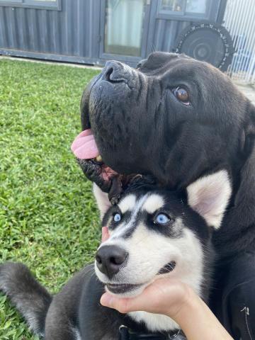 Kee_dog training - 卡斯羅哥哥同雪橇妹妹 Kee_dog training - 卡斯羅哥哥同雪橇妹妹