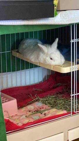 Pet sitter and photographer He -  Pet sitter and photographer He -