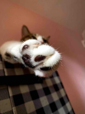 Pet sitter and photographer He -  Pet sitter and photographer He -