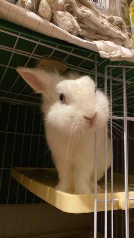 Pet sitter and photographer He -  Pet sitter and photographer He -