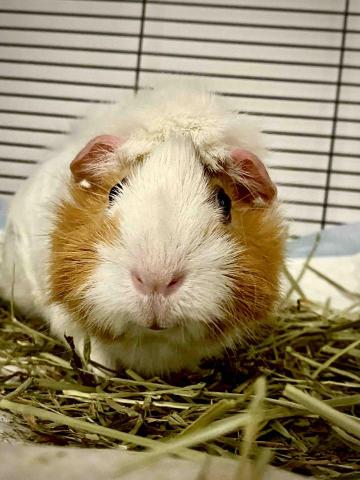 Pet sitter and photographer He -  Pet sitter and photographer He -