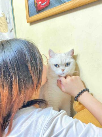 Pet sitter and photographer He -  Pet sitter and photographer He -