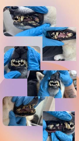 PetStory - 14歲柴犬免麻醉洗牙前後