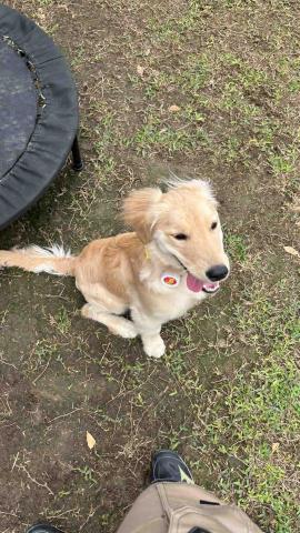 Wiggly Tails Training - 