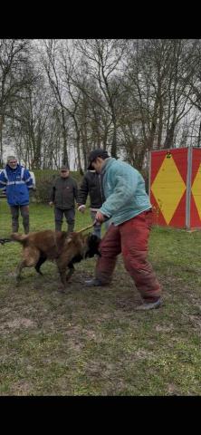 Wiggly Tails Training - 