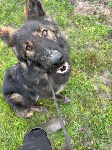 Wiggly Tails Training - 