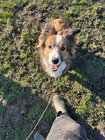 Wiggly Tails Training - 