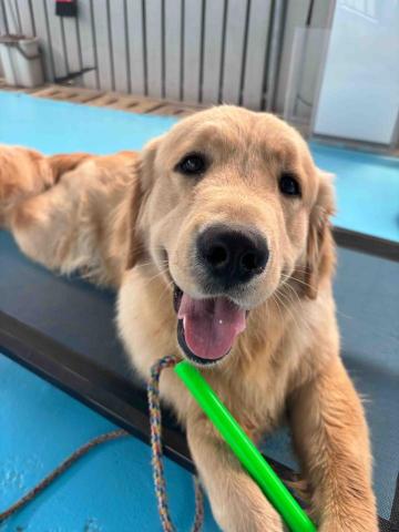 Wiggly Tails Training - 