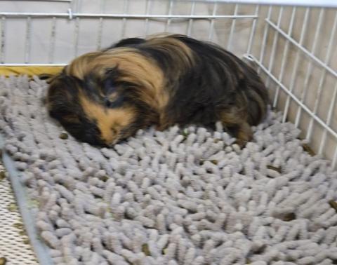 Fluffy上門寵物保母 - 