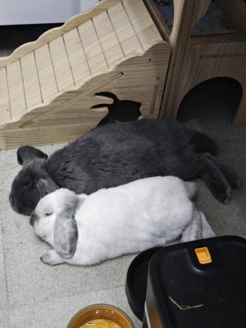 Fluffy上門寵物保母 - 