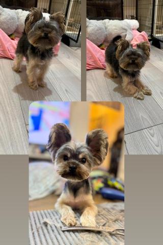 PetStory - 半手剪造型✂️✂️