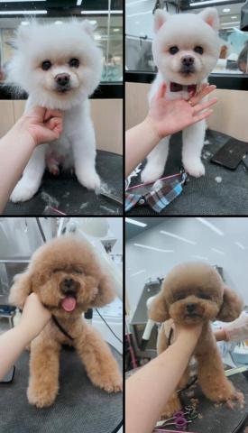 PetStory - 全手剪+半手剪造型✂️✂️