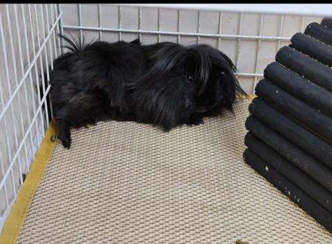 Fluffy上門寵物保母 - 