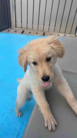 Wiggly Tails Training - 