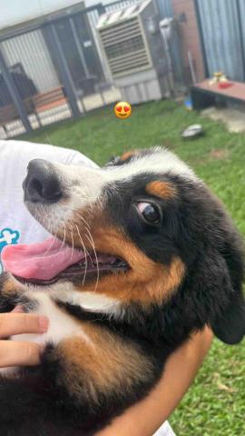 Wiggly Tails Training - 