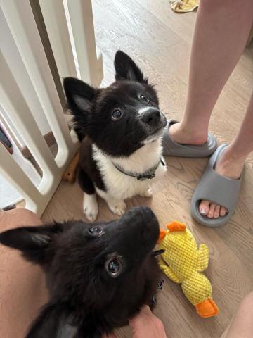 Wing - 睇下,我哋的積極跟進同良好的態度,幫助到客人解決問題,狗仔們而家幾開心 Wing - 睇下,我哋的積極跟進同良好的態度,幫助到客人解決問題,狗仔們而家幾開心