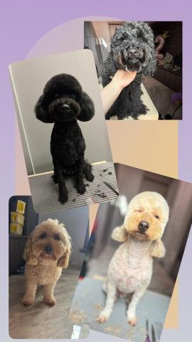 PetStory - 基本美容+半手剪
2個不同裝