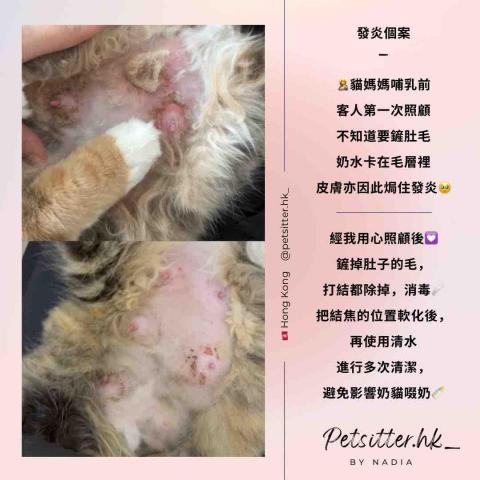 Nadia - 貓媽 Nadia - 貓媽