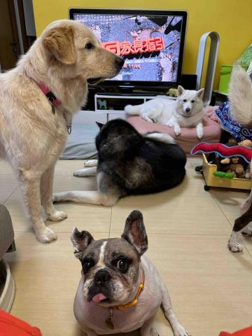 The Grace Maker_Fb - 無論大狗定細狗都好癡我