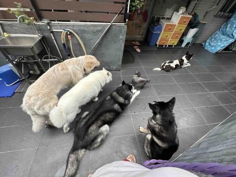 The Grace Maker_Fb - 自己3隻，客3隻