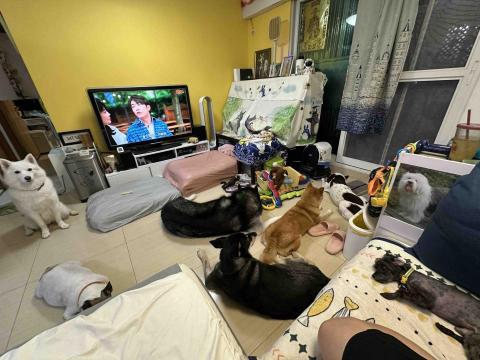 The Grace Maker_Fb - 這裡有7隻狗你數到嗎？