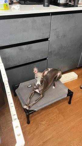 Carsten Cheung -  Carsten Cheung -