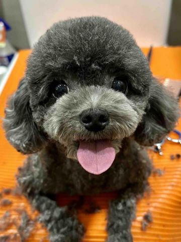 Love.pets_grooming - 貴婦留頭尾