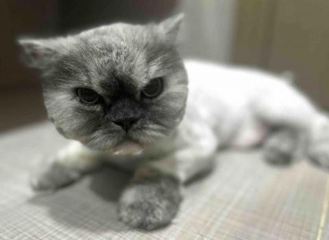 Love.pets_grooming - 貓貓剷毛留頭尾