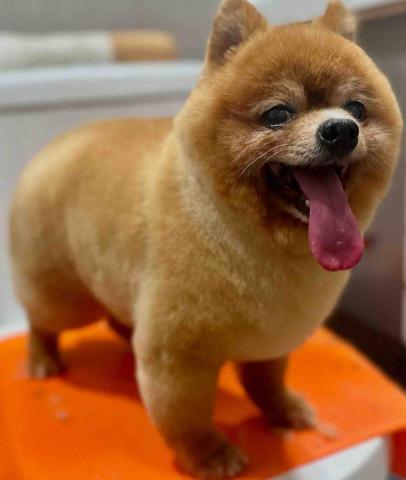 Love.pets_grooming - 松鼠全手剪