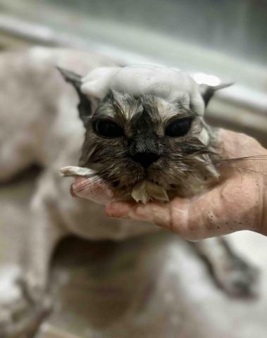 Love.pets_grooming - 貓貓沖涼