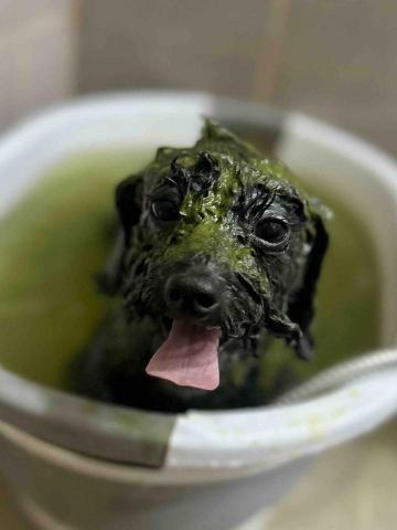 Love.pets_grooming - 草本泥spa