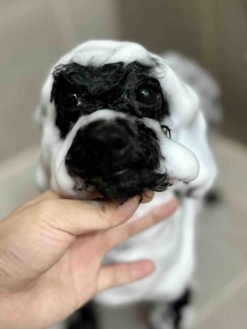 Love.pets_grooming - 貴婦沖涼