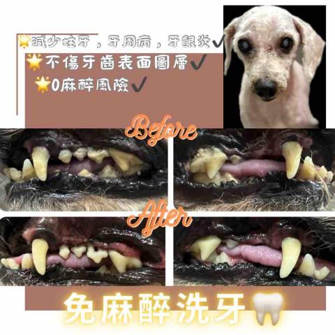 Love.pets_grooming - 免麻醉洗牙