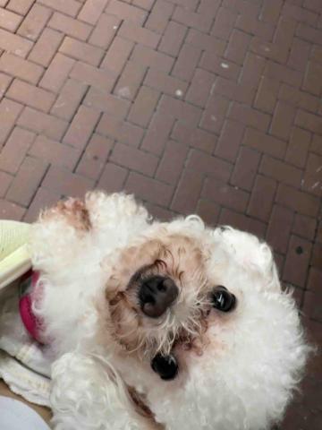 Lisasls333 - 外出散步狗狗