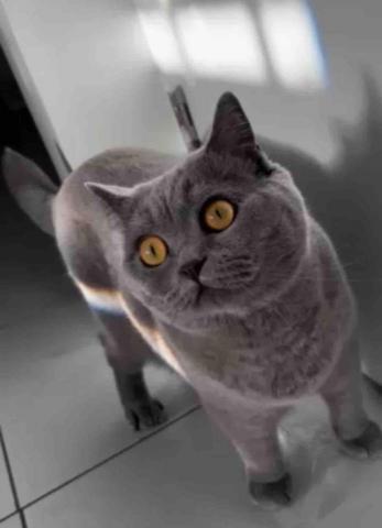 Lisasls333 -  陪玩餵食