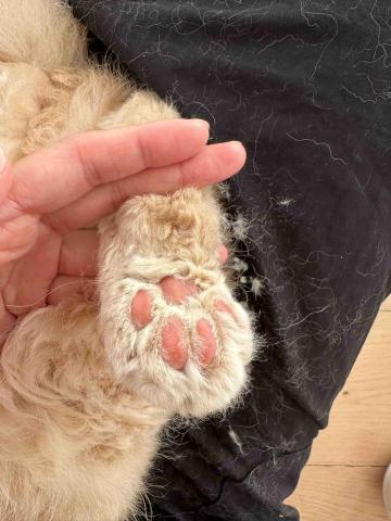 Lisasls333 - 基本剃毛清潔