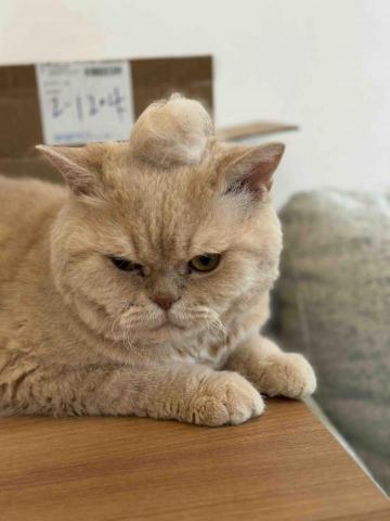 Lisasls333 - 梳毛陪玩