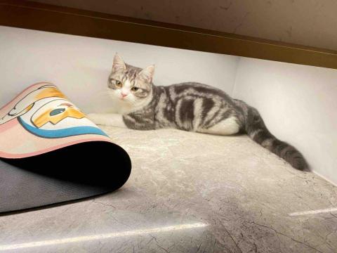 丁丁寵物師 - 貓咪(2?