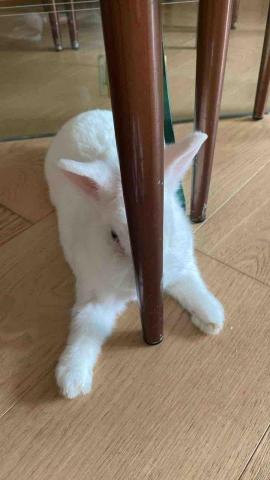 丁丁寵物師 - 兔仔?