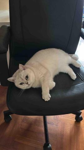 丁丁寵物師 -  貓咪?