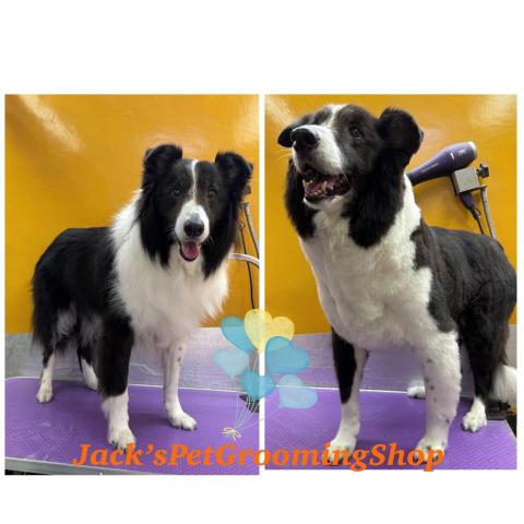 Jack&rsquo;sPetGroomingShop - 邊界牧羊沖涼剪毛服務
