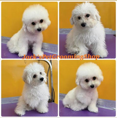 Jack&rsquo;sPetGroomingShop - 比熊沖涼剪毛服務