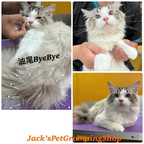 Jack&rsquo;sPetGroomingShop - 布偶貓沖涼+去油尾服務