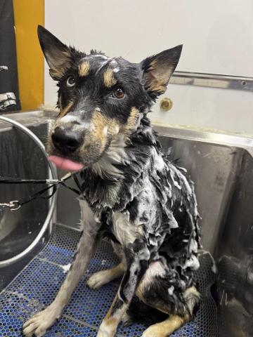 Jack&rsquo;sPetGroomingShop - 唐狗沖涼服務