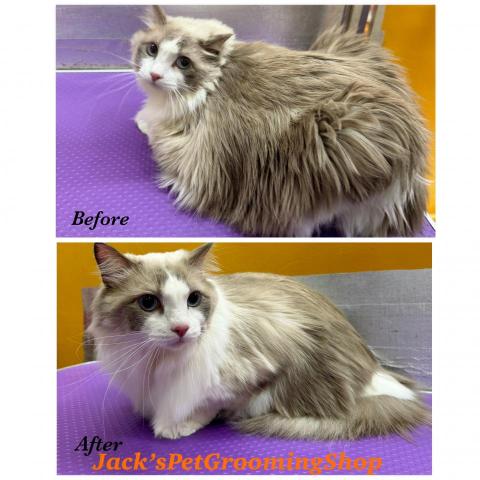 Jack&rsquo;sPetGroomingShop - 布偶貓沖涼剪毛服務