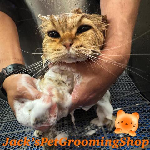 Jack&rsquo;sPetGroomingShop - 貓貓沖涼服務